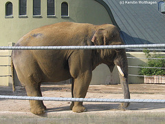 Elefantenbulle (Hellabrunn)