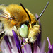 Bee 02a ( Anthophora possibly)