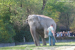 Elefant bei einer Vorführung (Hellabrunn)
