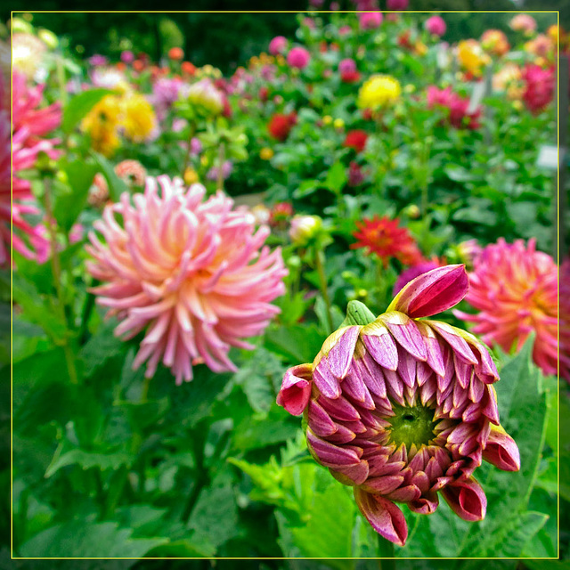 Dahlia Opening in Front of a Crowd
