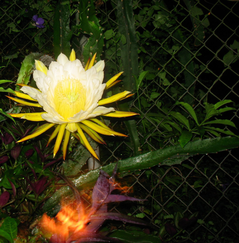Night Blooming Cereus ..not counting ! 2009