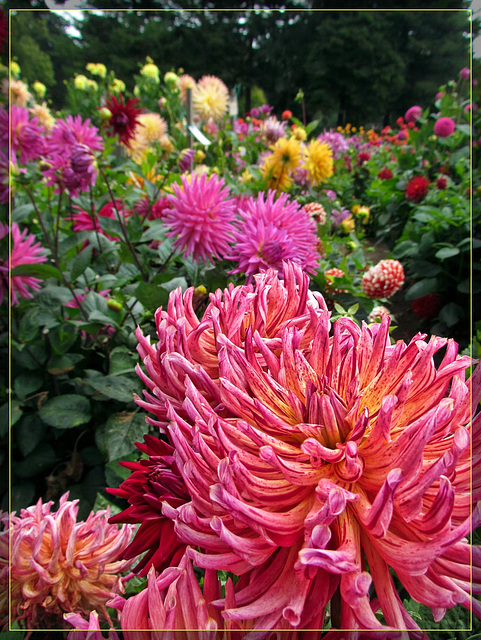 Crazy Pink Dahlia with Fancy Hair