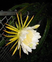 Night Blooming Cereus #2 2009