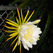 Night Blooming Cereus #2 2009