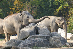 Asiatische Elefanten (Hellabrunn)