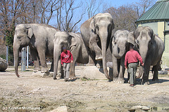 Elefanten in Hellabrunn