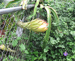Two buds opening... 2009 Cereus Season