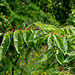 Zelkova variegata