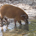 Pinselohrschwein (Hellabrunn)