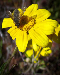 Bee Fly (genus Conophorus) on Yellow Flower