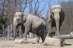Elefanten in Hellabrunn
