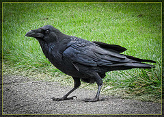 Bold Raven at the Conservatory of Flowers