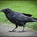 Bold Raven at the Conservatory of Flowers