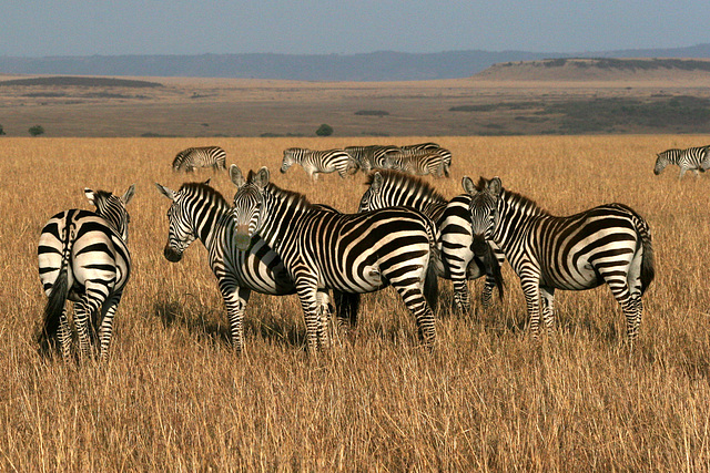 Zebras in the Mara