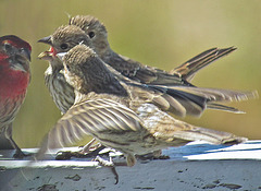 Baby Finch Riot