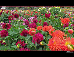 Conservatory of Flowers: Dahlia Garden