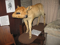 Carol the Two-Headed Calf, Indian Steps Museum, Airville, Pa.
