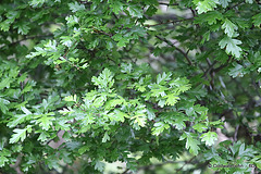 Hawthorn finally in leaf