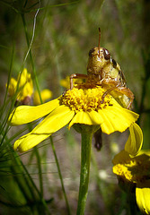 Short Horned Grasshopper on Yellow Flower