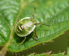 Common Green Shield Bug  -Young (3rd Instar)