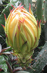Soon.. this magnificent flower will open..2009
