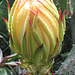 Soon.. this magnificent flower will open..2009
