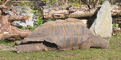 Seychellen-Riesenschildkröte (Hellabrunn)