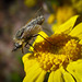Bee Fly on Oregon Sunshine Blossom