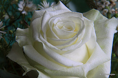 White Rose detail