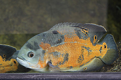 Fisch (Hellabrunn)