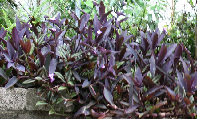 Ground cover.. Ground cover..