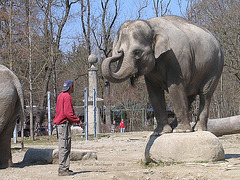 Elefant in Hellabrunn (2006)