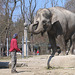 Elefant in Hellabrunn (2006)
