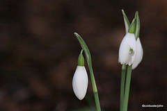 First of the snowbells...
