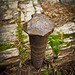 Rusty Bolt on the Middle Fork Hike on Applegate River