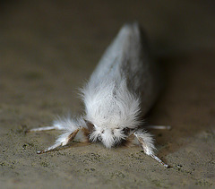 Brown-tail Moth Face