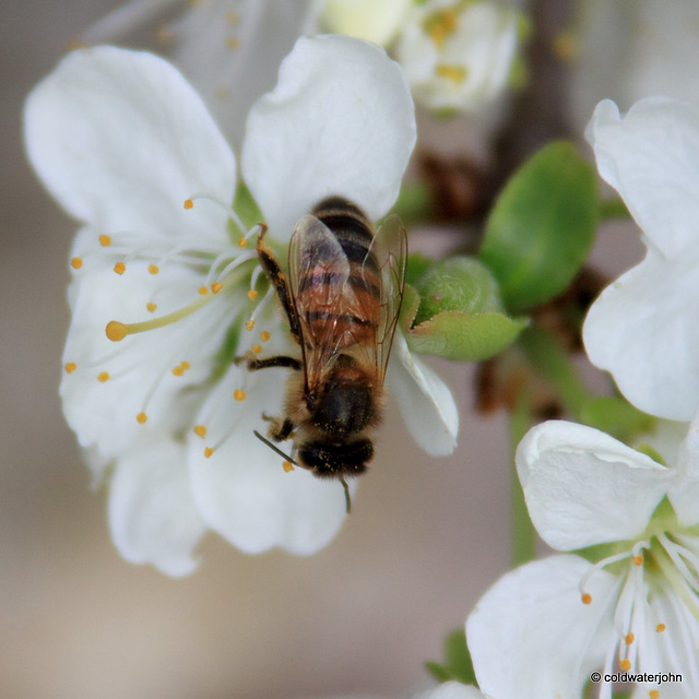 Honey bee on Victoria plum blossom