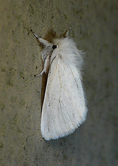 Brown-tail Moth