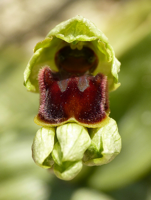Early Spider Orchid or Tongue
