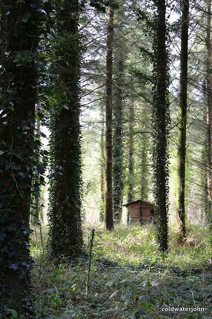 Marl Bog Woodland  - the cabin