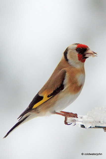 Goldfinch breakfasting in the snow
