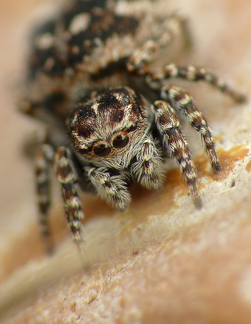 Jumpy Spider Face