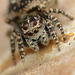 Jumpy Spider Face