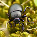 Bloody Nosed Beetle