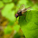 Fly Found on Middle Fork Trail of Applegate River, Oregon