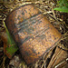 An old can found in an abandoned gold-panning encampment at the middle fork of the Applegate river