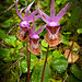 Fairy Slipper Orchids with Wasp