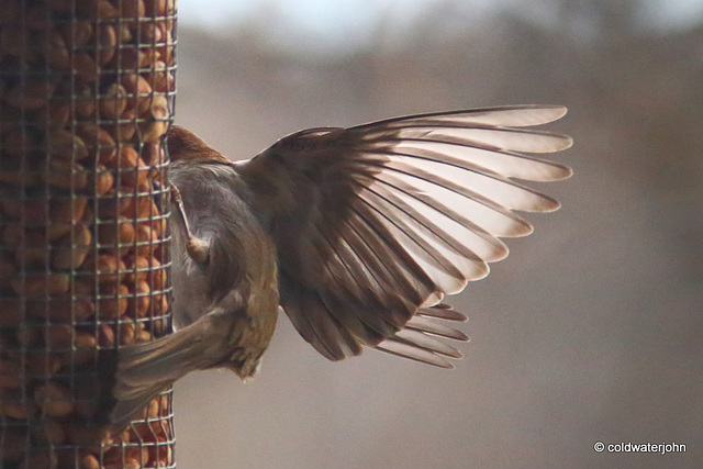 Greenfinch - Tail down for Landing