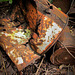 Rusted Can near the middle fork of the Applegate River