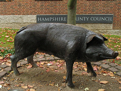 Hampshire Hog